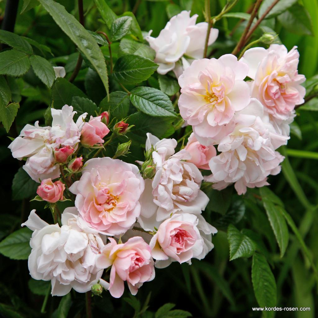 Роза плетистая Свит Силуэтта штамб 80